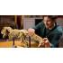 Lego Jurassic World 76968 T-Rex Skeleton for Adults Interior Decor 3145 Pieces